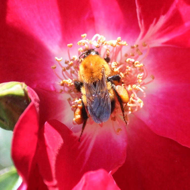 薔薇「ドルトムント」で吸蜜するトラマルハナバチ