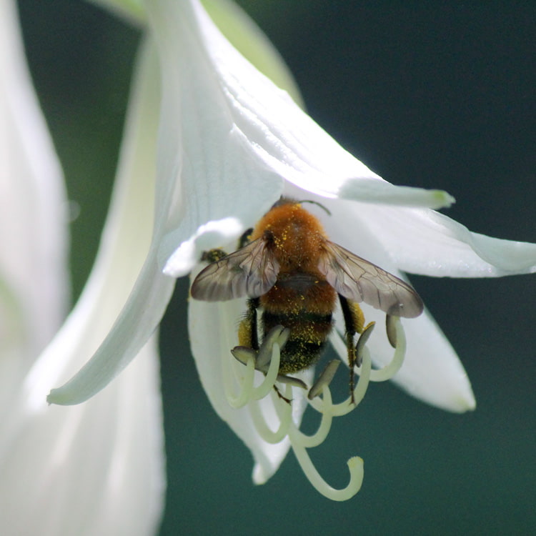コバギボウシの花で吸蜜するトラマルハナバチ