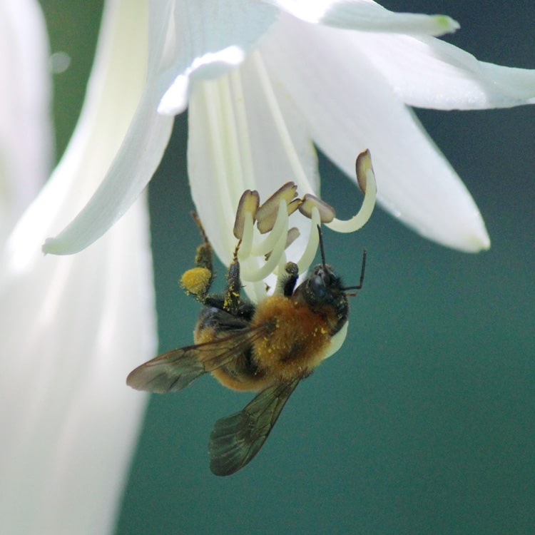コバギボウシの花のオシベにつかまるトラマルハナバチ