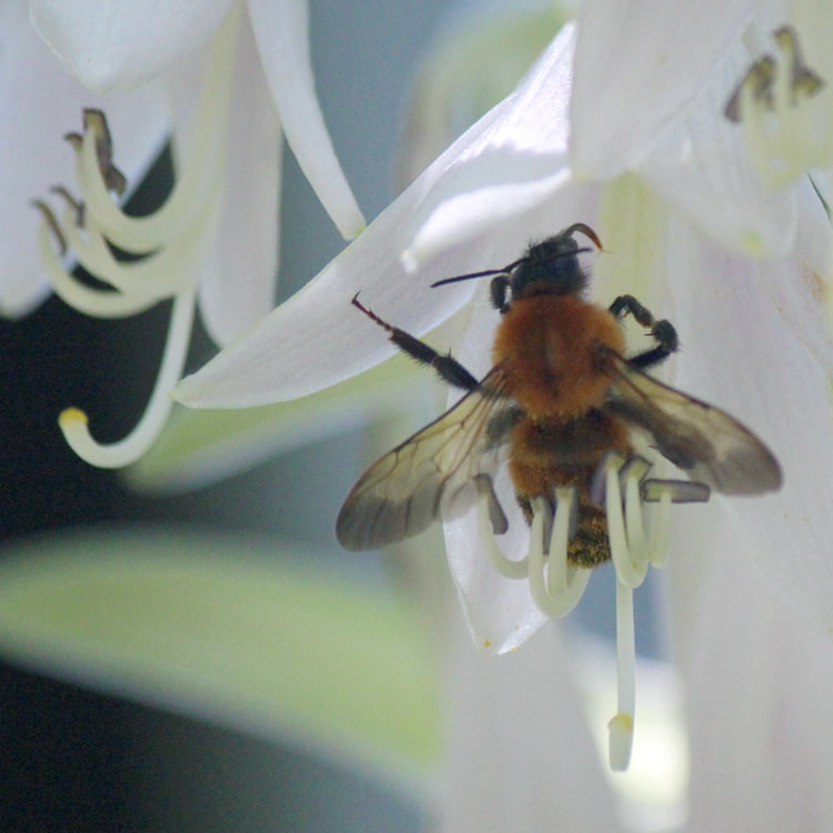 コバギボウシの花で吸蜜するトラマルハナバチ