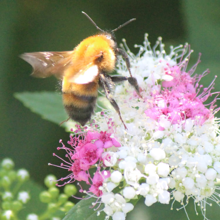 ゲンペイシモツケの花で吸蜜するトラマルハナバチ