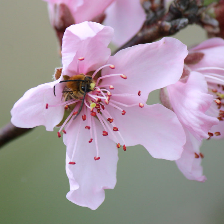 桃の花に潜むヒゲナガバチ