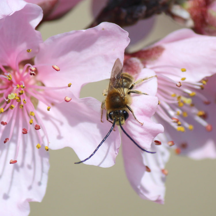 桃の花弁でくつろぐヒゲナガバチ