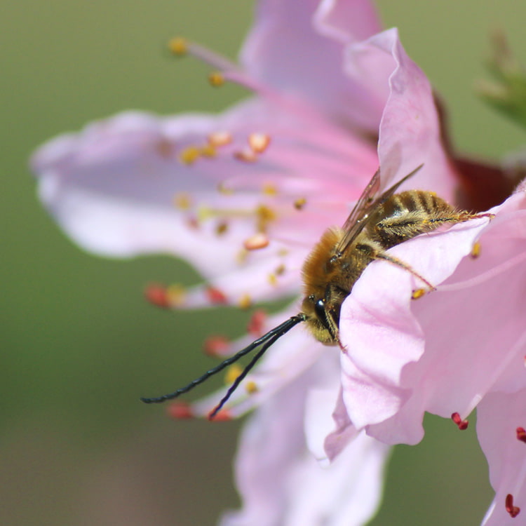 桃の花弁でくつろぐヒゲナガバチ