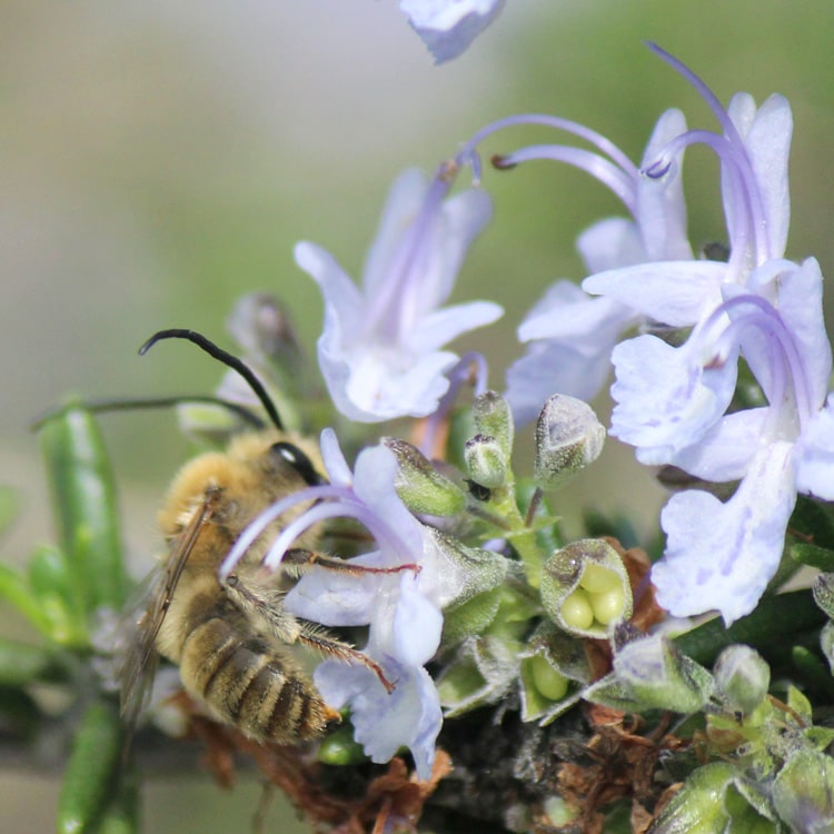 ローズマリーの花で吸蜜するニッポンヒゲナガハナバチ