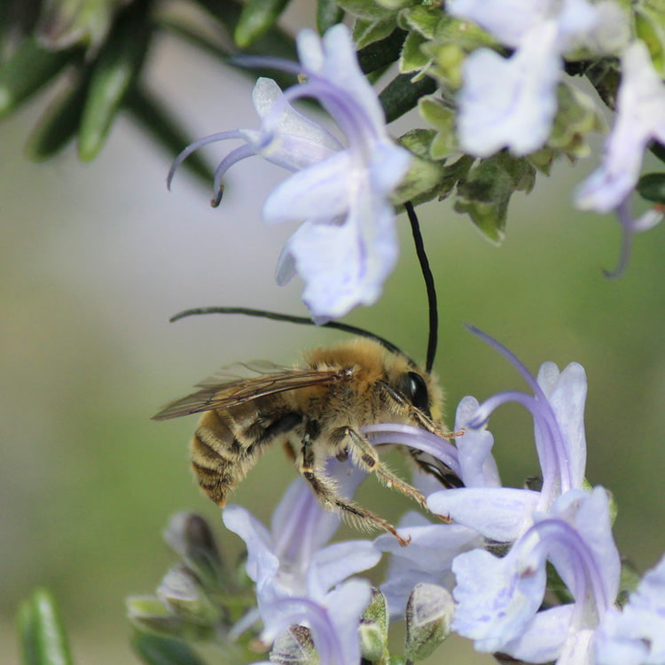 ローズマリーの花で吸蜜するニッポンヒゲナガハナバチ