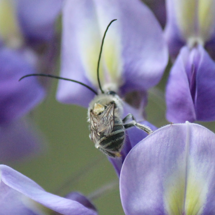 フジの花で吸蜜するニッポンヒゲナガハナバチ