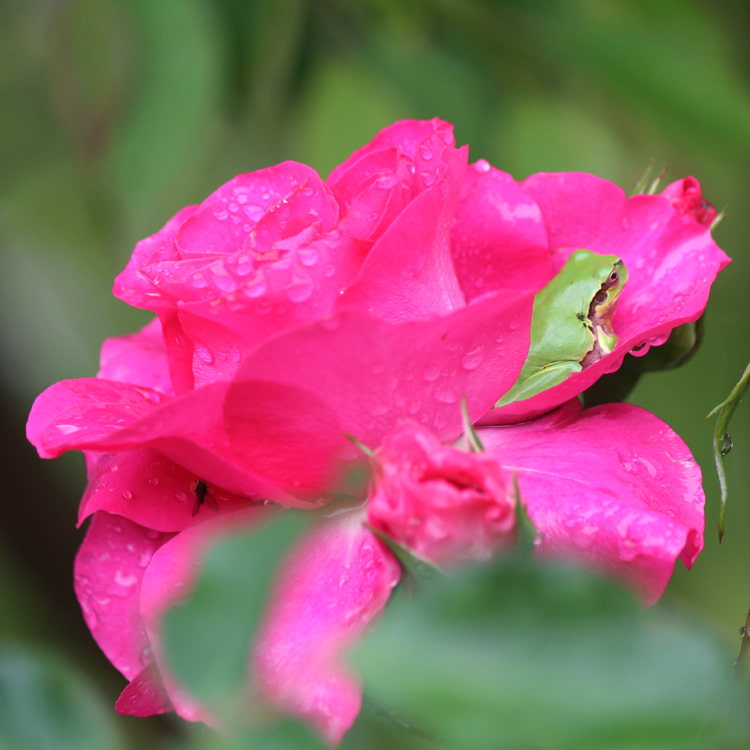 薔薇と雨蛙