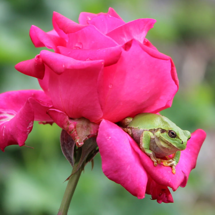 薔薇と雨蛙